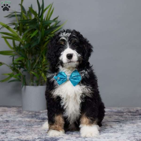 Asher, Mini Bernedoodle Puppy